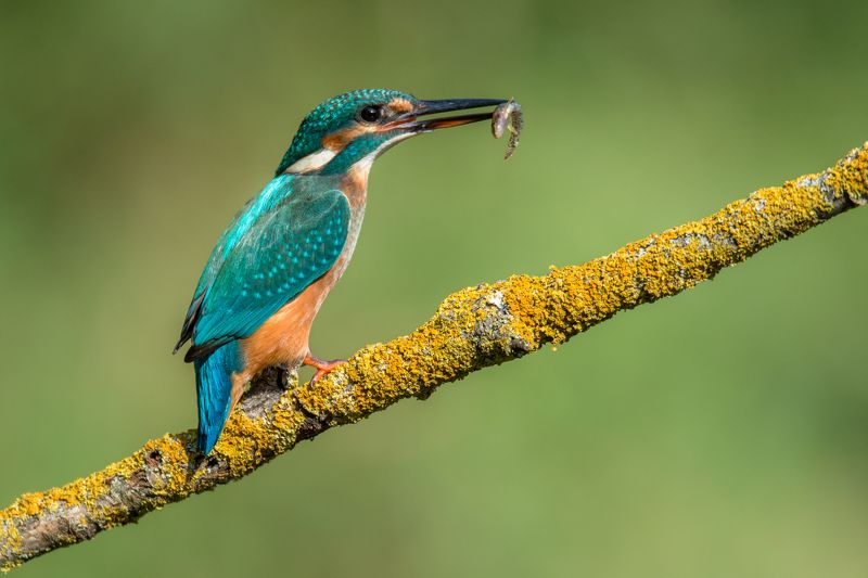 kingfisher, bird, fish,  Breakfastphoto preview