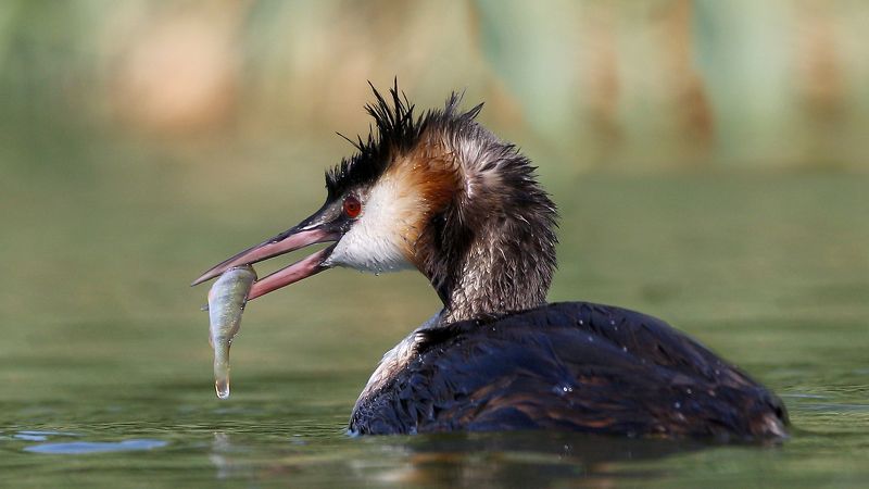 чомга, большая поганка , птицы , фауна, дикая природа, рыболов , рыба , wildlife,fauna,birds,nature,fish,great crested grebe , Lucky fishermanphoto preview