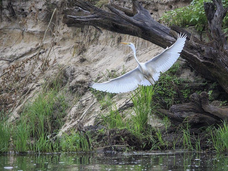 фото, фотоохота, птицы, дикая природа, лето, река, белая цапля Большая белая фотомодельphoto preview