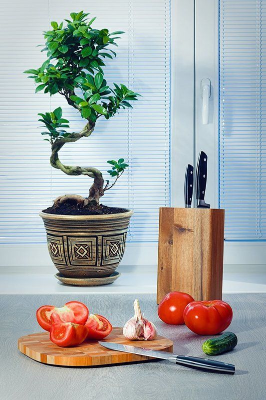 цветы, фикус, бонсай, окно, жалюзи, помидоры, нож, огурец, стол Фикус на подоконникеphoto preview