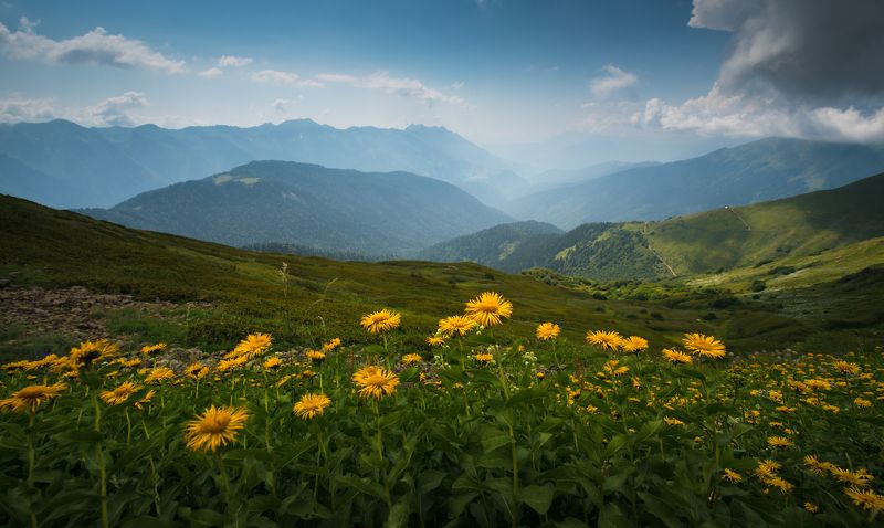 Ромашкиphoto preview