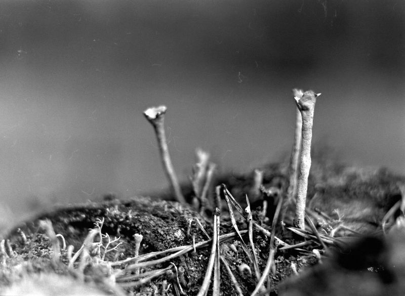 пленка, черно-белая фотография, Трубыphoto preview