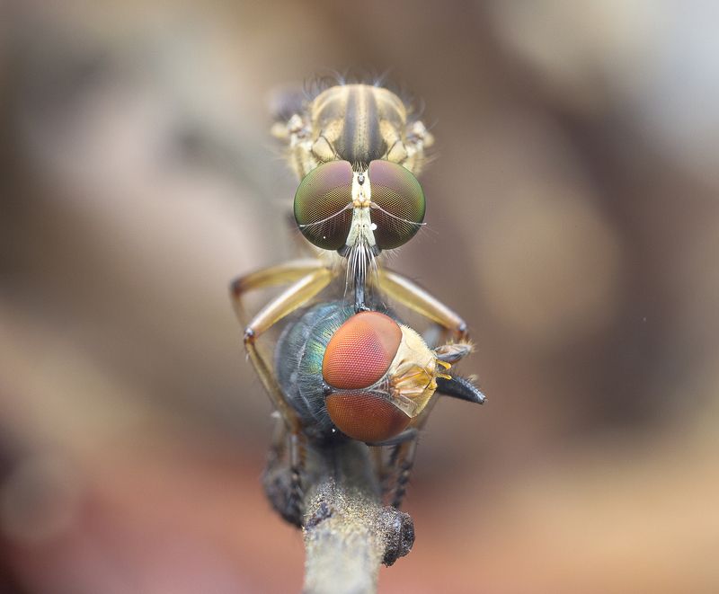 Robber Fly With Prey 170814photo preview