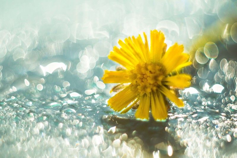 Цветокphoto preview