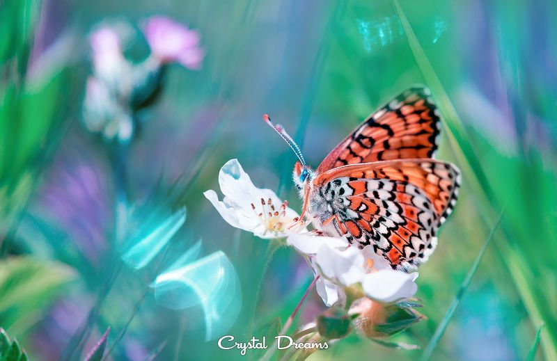 crystal dreams, macro, summer, color, art, nature, butterfly, бабочка, лето, волшебство \