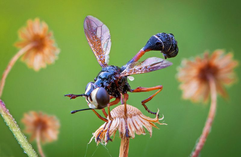 муха, роса, худоба Мухи бывают стройные...photo preview