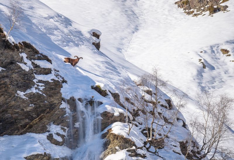 пейзаж, зима,январь,снег,горы,Кавказ,Дагестанский заповедник,республика дагестан,Тляратинский заказник,тур,животное,млекопитающее,лавина,скалы,солнечно,Capra cylindricornis Риск - образ жизниphoto preview