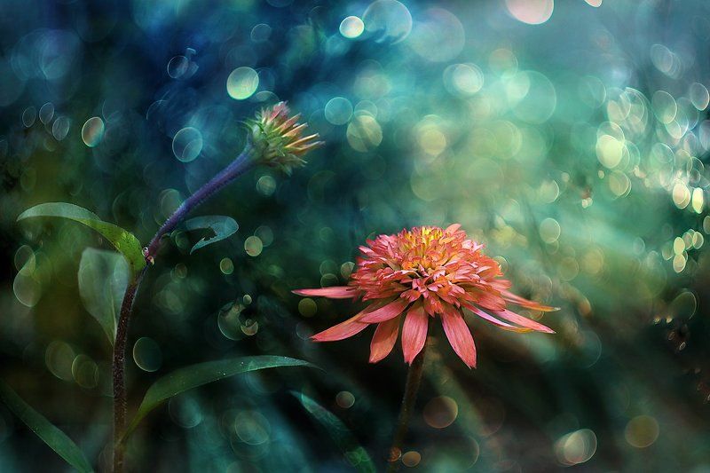 Почти аленький...photo preview