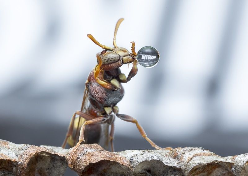 #macro#wasp#waterbubble#reflection#colors#nikon Advertisement Hour - Nikonphoto preview