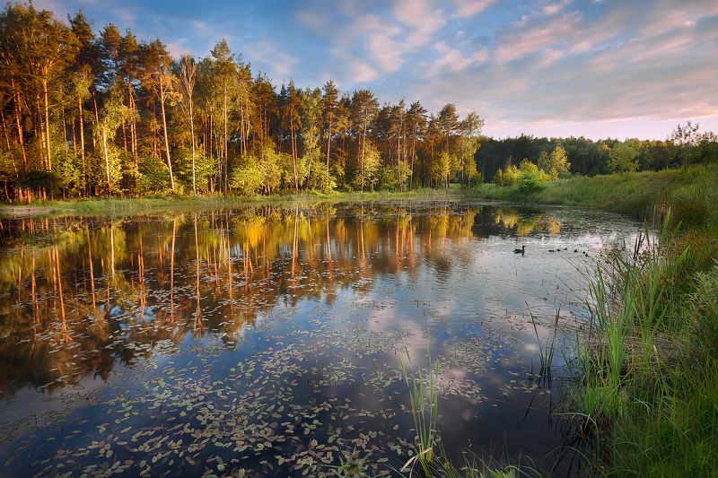 вечер, закат, небо, облака, озеро, утки, утята, сосны, камыш, отражения, *Вечернее купание*photo preview