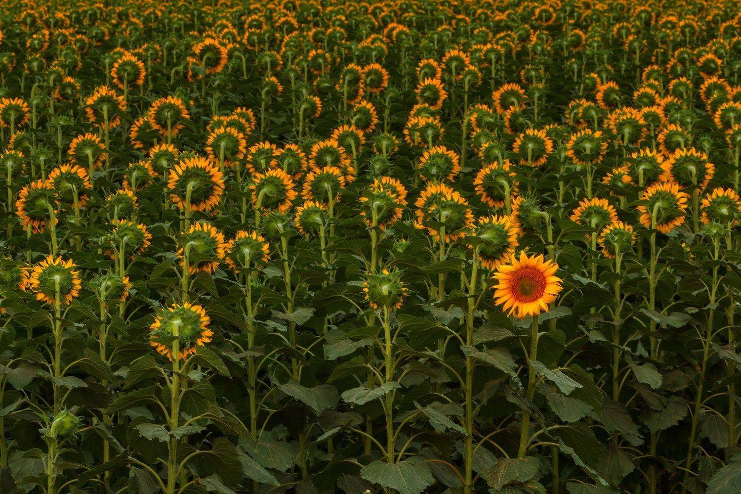 подсолнух, Михаил Трахтенберг