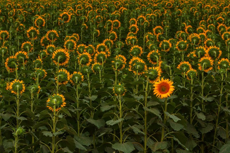 подсолнух Я оглянулся посмотреть... фото превью