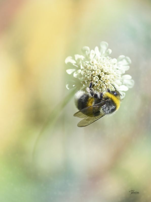 Из жизни шмеля - част втораяphoto preview