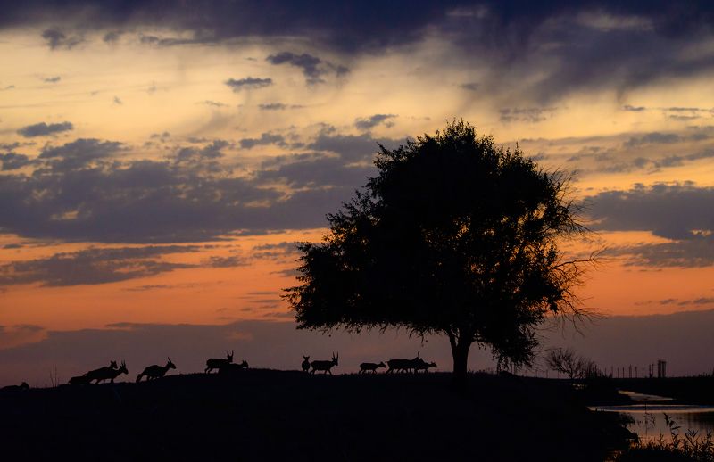 вечер, закат, ночь, сайгаки Вечер. Дерево. Сайгаки!photo preview
