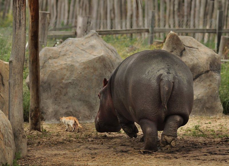 бегемот, кот, животные, зоопарк Иди за мной, Крошкаphoto preview