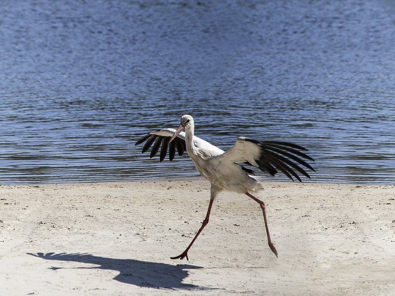 фото, лето, птицы, перелетные, аист, река,  Жил-был аистphoto preview