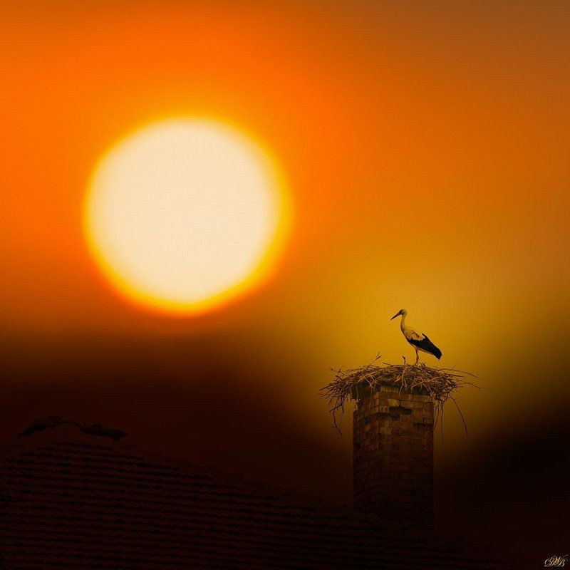 color, color image, colorful, collage, glow, image, light, nature, natural light, photo collage, photography, red, sun, sunset, Stork Witnessing the Sunsetphoto preview