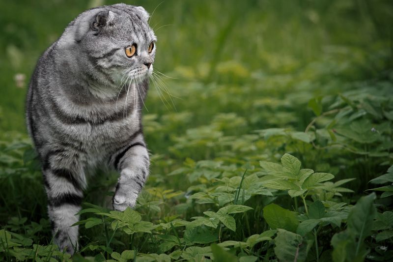 кот Кот Том (Томас, Томи, Тосик)photo preview