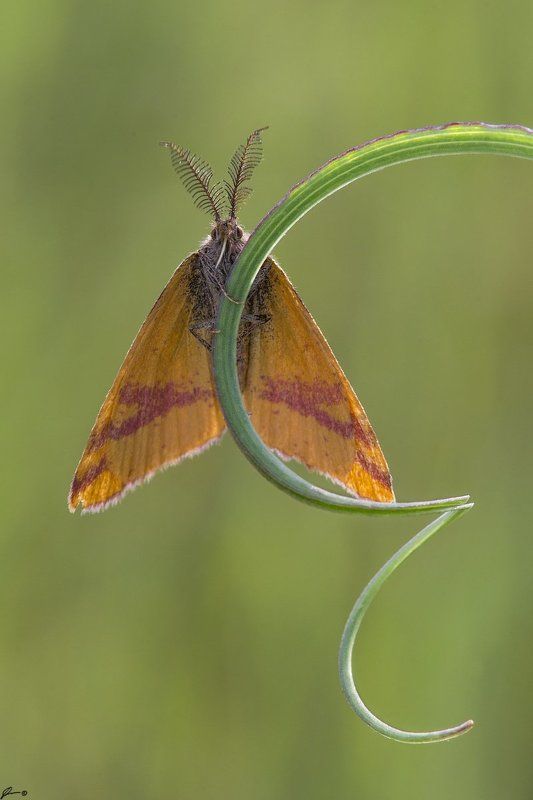 macro, makro, insect, butterfly, nature, wild Lythria cruentariaphoto preview