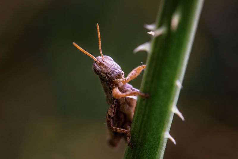 Приказка за палавото скакалчеphoto preview