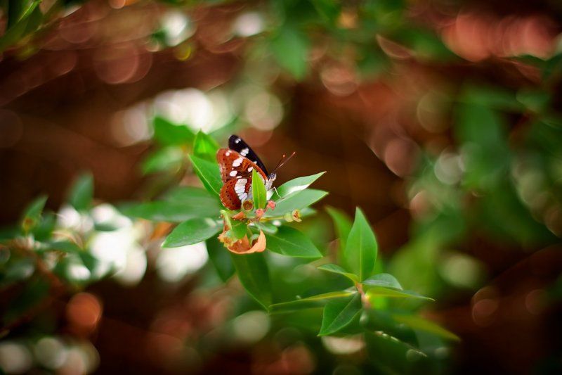 На Острове Цветовphoto preview