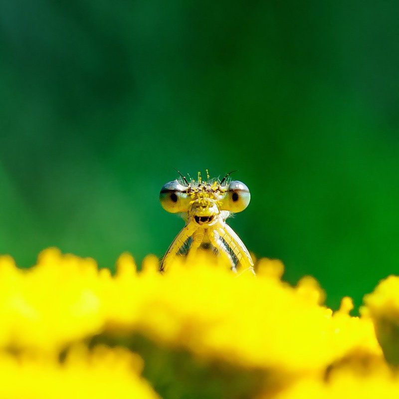 dragonfly, macro, nature Laughing pollenphoto preview
