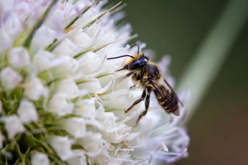 Macro storiesphoto preview