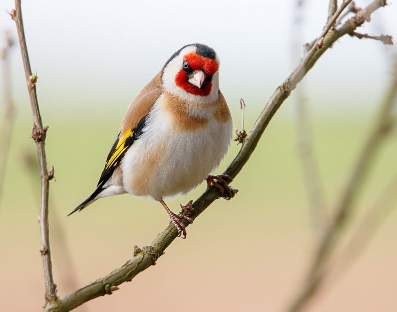 щегол, carduelis carduelis Строгий учительphoto preview