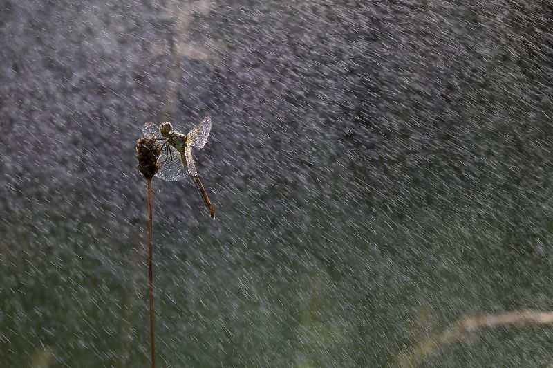 Летняя грозаphoto preview