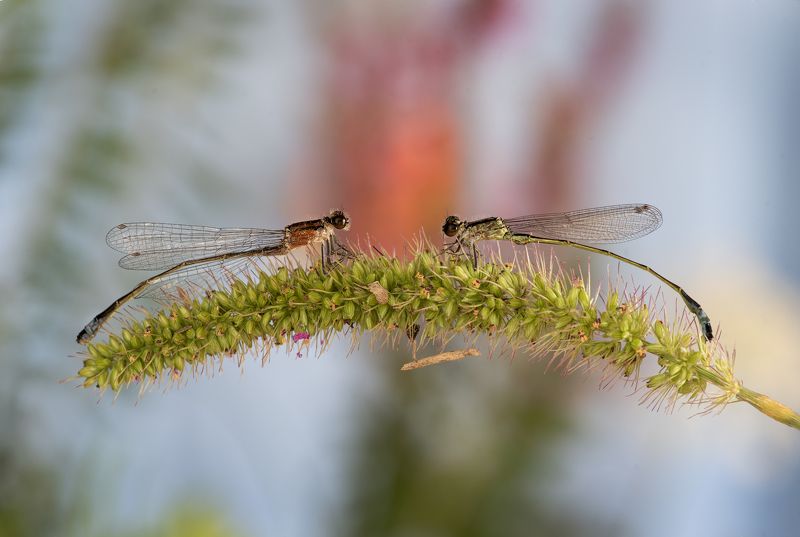 dragonflies Dragonfly talkphoto preview