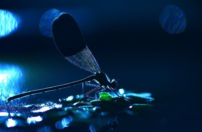 В лунном сиянииphoto preview