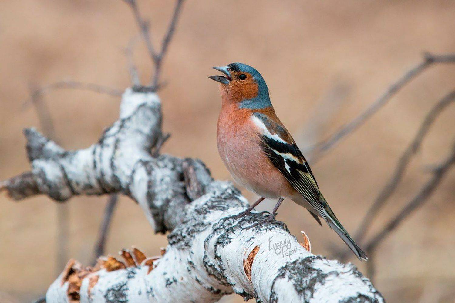 , Евгений Попов