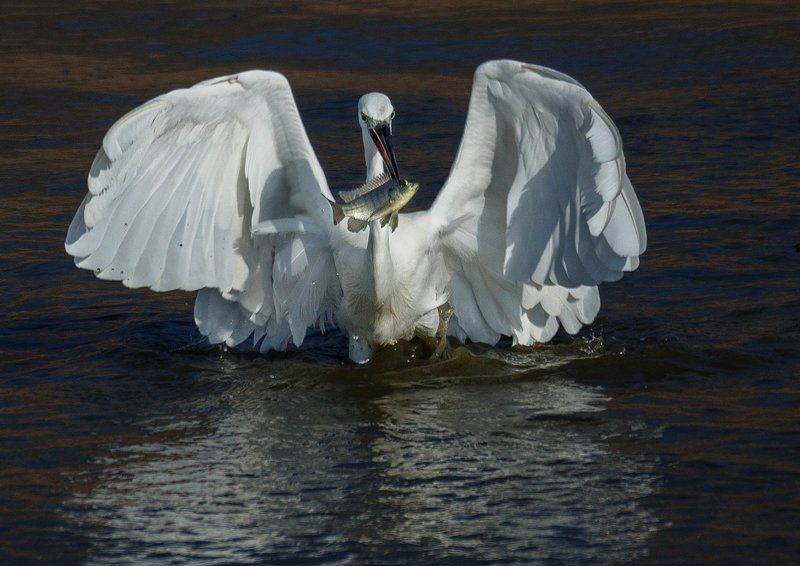 Белый демон!!!photo preview