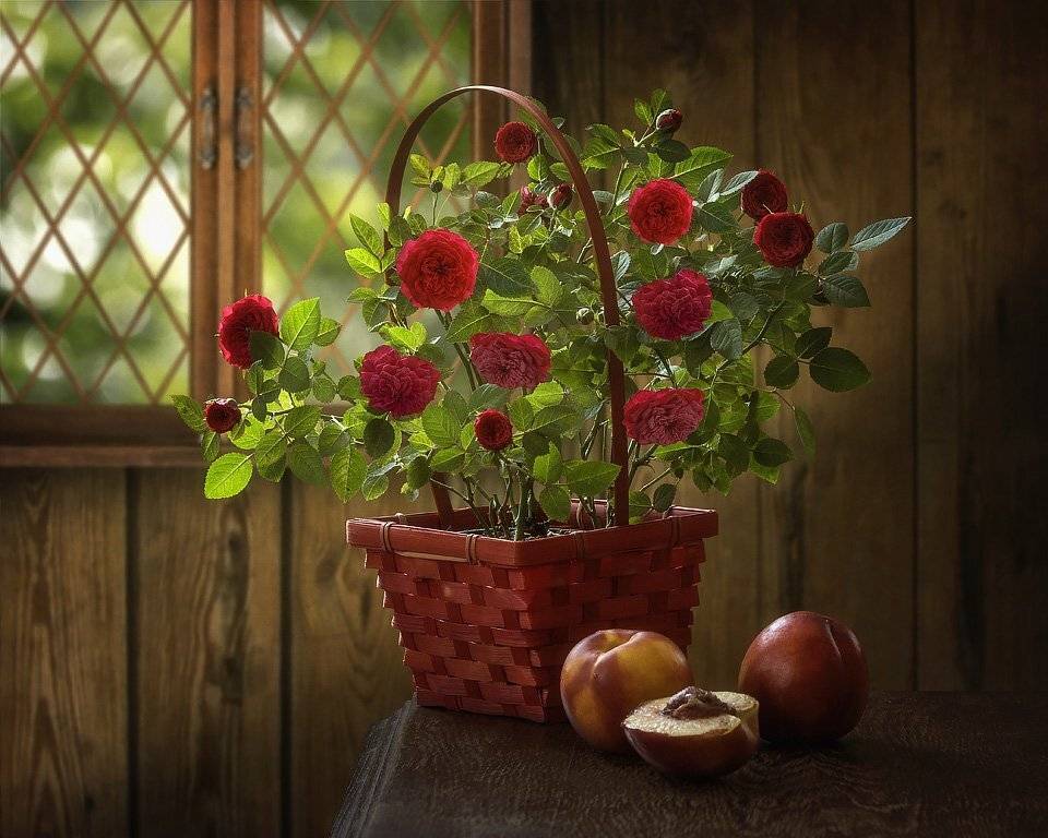 Пока не прилетела Снежная королева. Автор: Ирина Приходько натюрморт, художественное фото, лето, дача, куст комнатных роз, красные розы, персики, Ирина Приходько