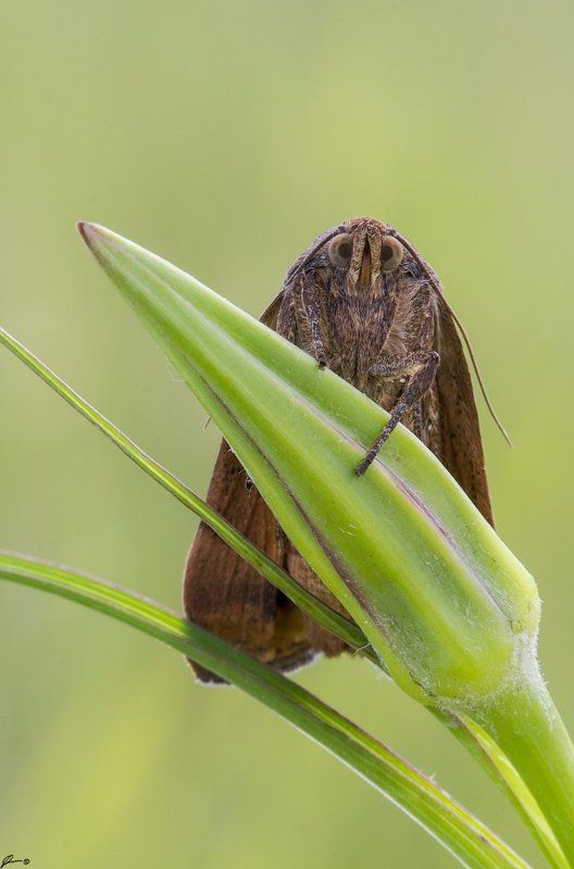macro, makro, insect, butterfly, nature, wild ---photo preview