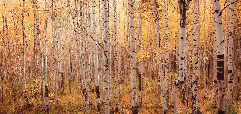 Последние осенние теплые дни. Октябрь 2016photo preview