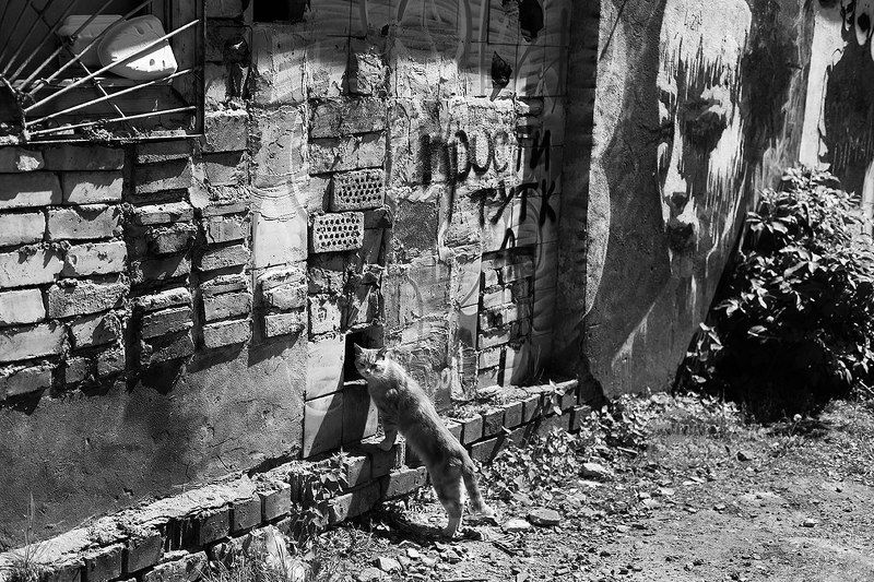 Валерьянкодилер)))photo preview