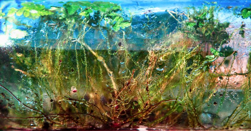 пейзаж, лето, трава, мох, зелень, небо, абстракция, картинка, вода, капли, стекло, мир, персонаж, фото, свет, улица, цвет Другие мирыphoto preview