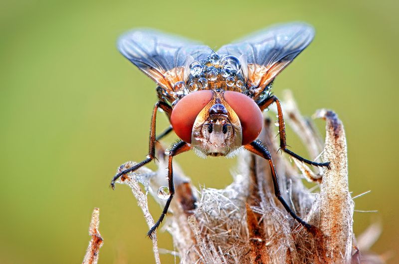 муха, живая, портрет, роса С каплей на носуphoto preview