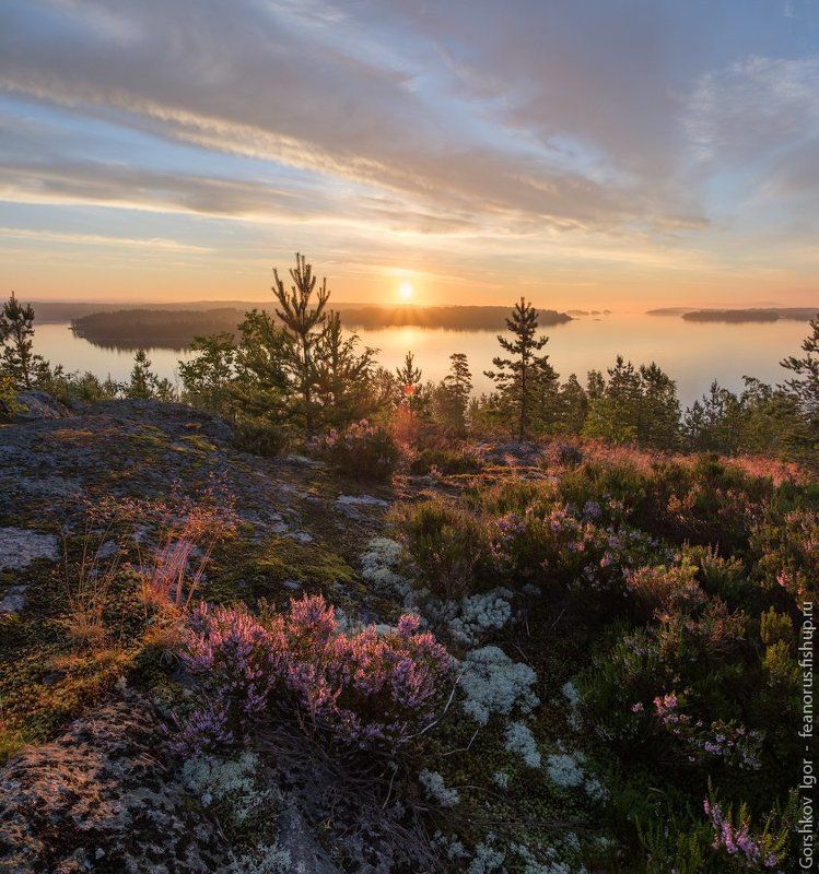 ладога,пейзаж,природа,утро,рассвет,гора,берег,вереск,цветы,панорама,россия,озеро, Утро с вереском на высоком ладожском берегуphoto preview