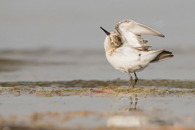 птица, воробей, кулик Под нежными лучами солнцаphoto preview