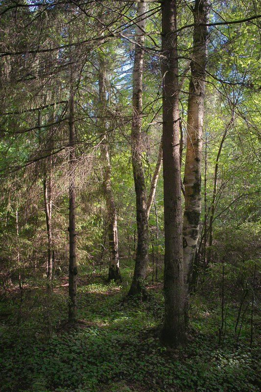 фото, природа, лес, foveon, sigma, дубна, россия Утро в Дубнеphoto preview