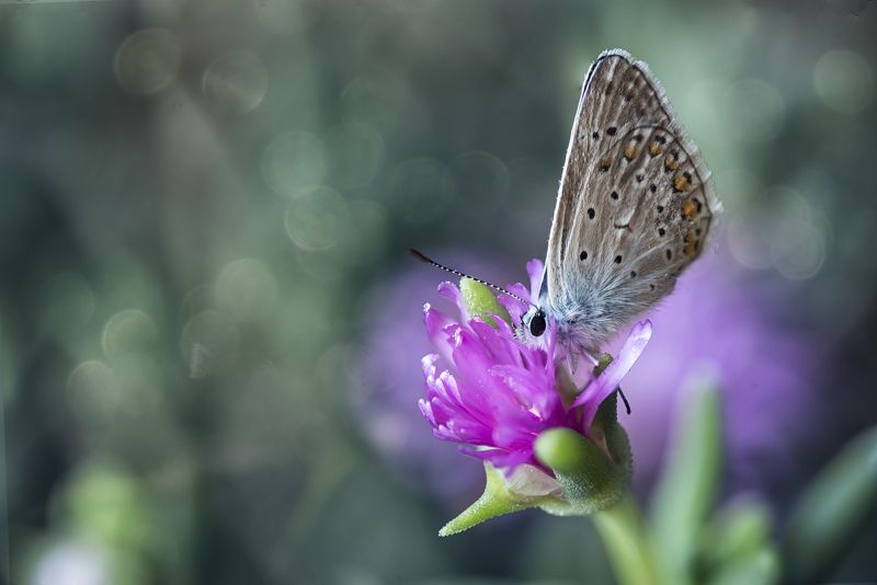 Butterfly, dew, purple flower, Butterfly eaarly in the morningphoto preview