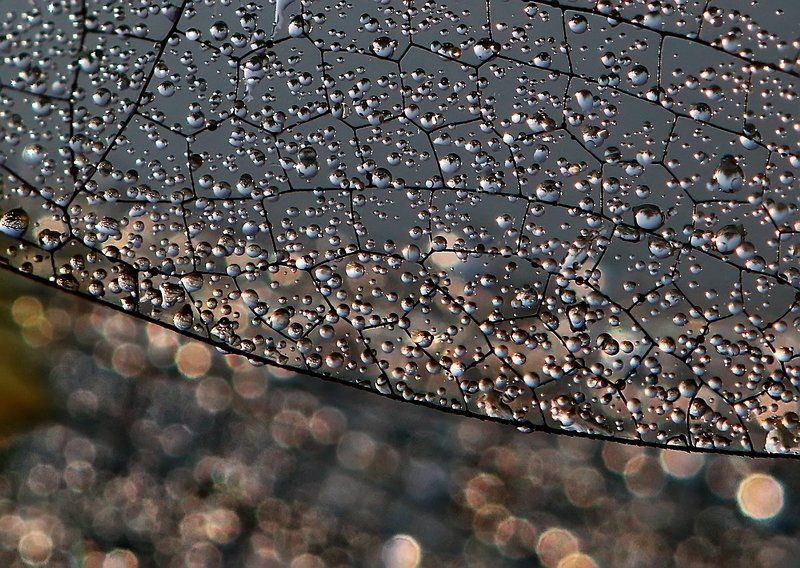 крылья, стрекоза, роса Росы на крыльях, крылышки - в росахphoto preview