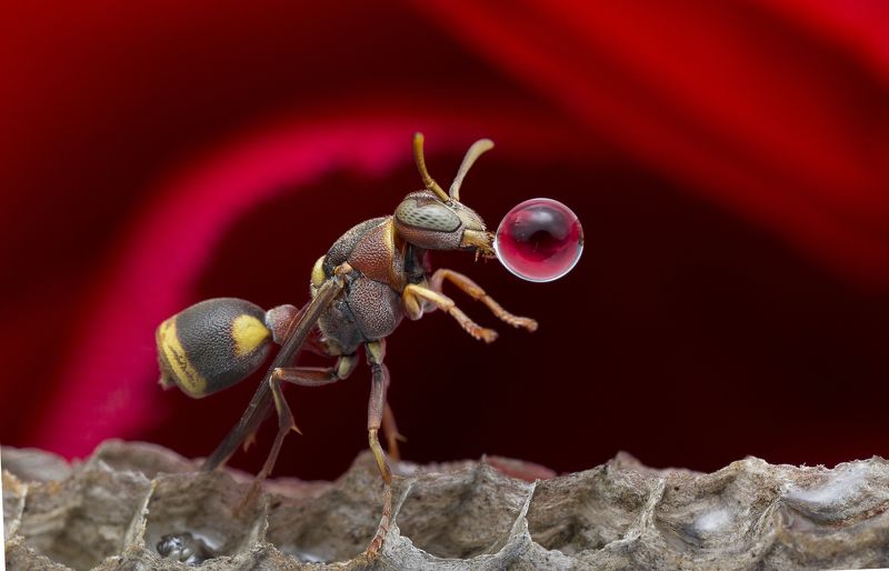 #macro#wasp#waterbubble#reflection#colors Wasp 170823Aphoto preview