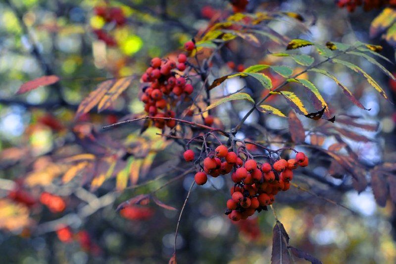 осень, цвет, свет Цвета Осени.photo preview