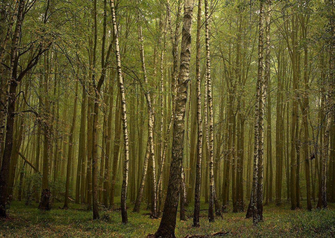 .... Автор: Сергей Зимин , Сергей Зимин