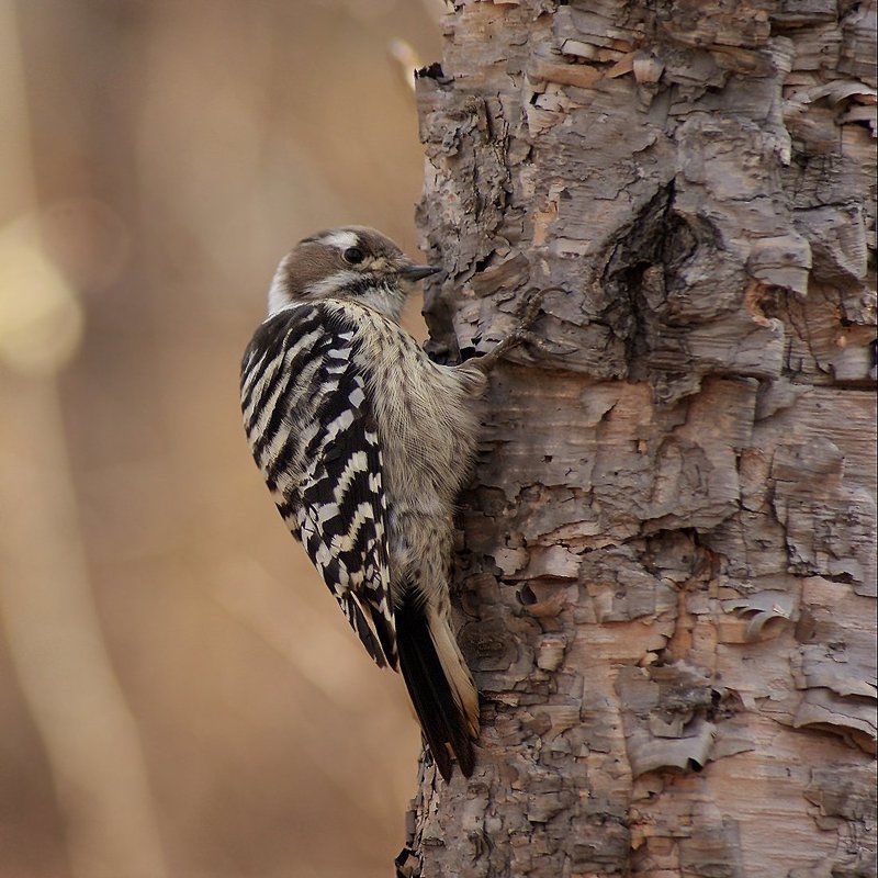 Dendrocopos kizukiphoto preview
