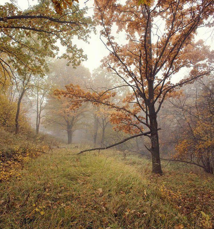 Осенние туманы 2photo preview