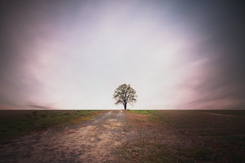 samotnik...photo preview